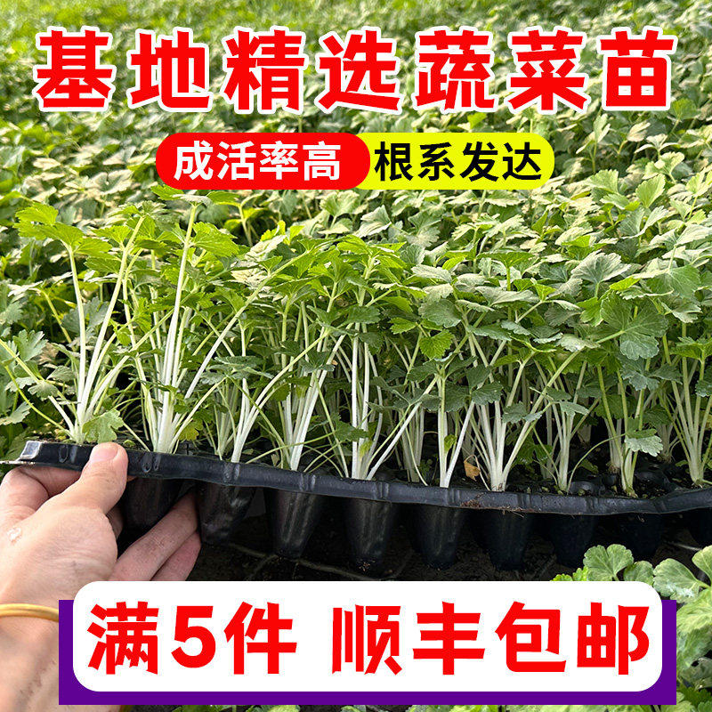 各种蔬菜苗辣椒朝天小米子