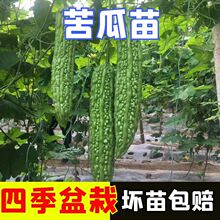 苦瓜苗嫁接苹果秧苗苦瓜种苗阳台水果盆栽种植四季 蔬菜种子南方苗