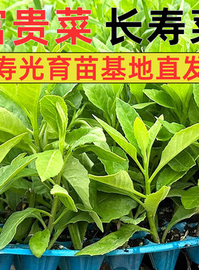 富贵菜苗长寿盆栽草四季明