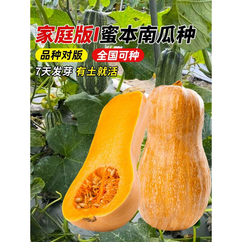 蜜本南瓜种籽四季植子早熟