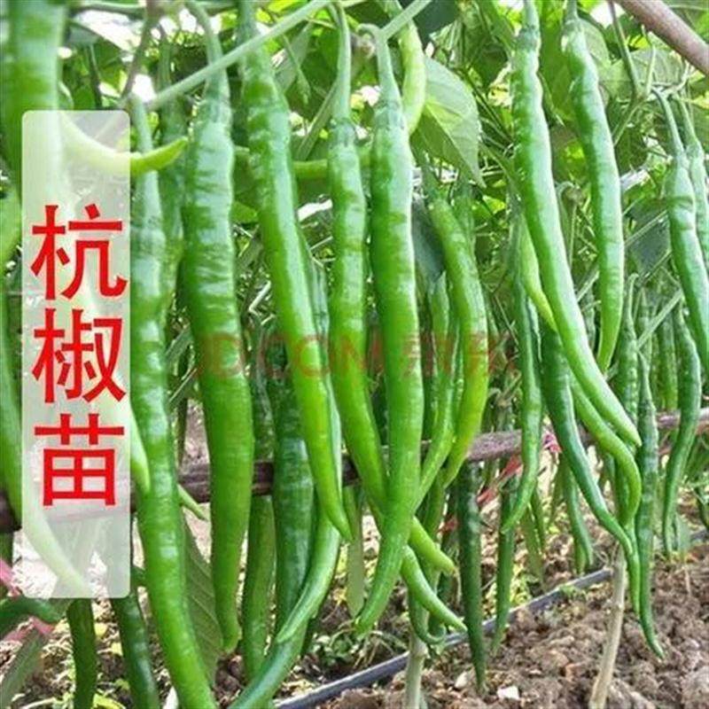 正宗杭椒苗秧不辣种籽一号