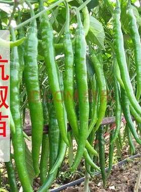 正宗杭椒苗秧不辣种籽一号