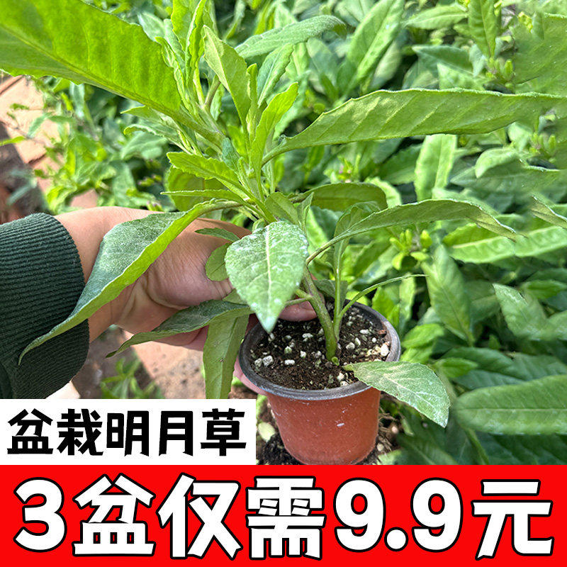 田七盆栽种苗特色野菜阳台