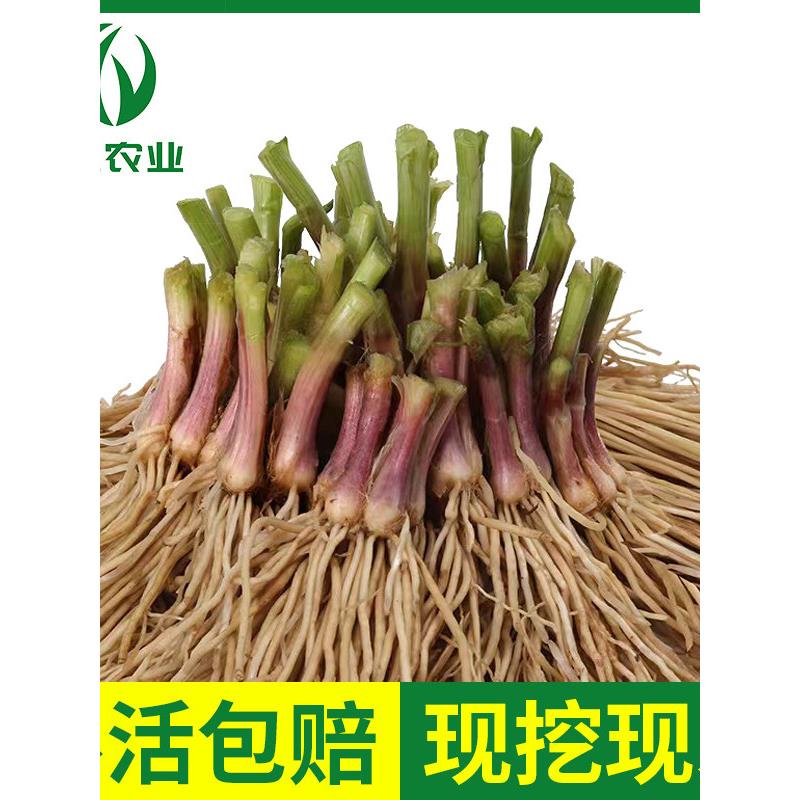 韭菜根苗现挖小叶香紫细四