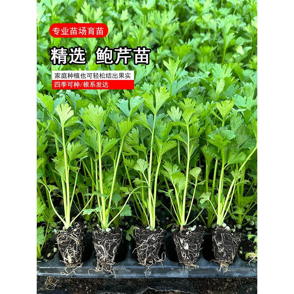 章丘鲍芹苗子香芹芹菜种子高产香味浓庭院阳台四季播高产蔬菜种子