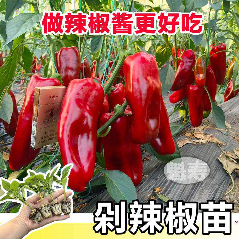 剁椒苗秧泡甜大红微辣厚皮