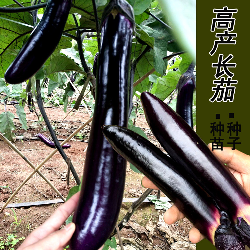 茄子种长黑色紫四季高产蔬