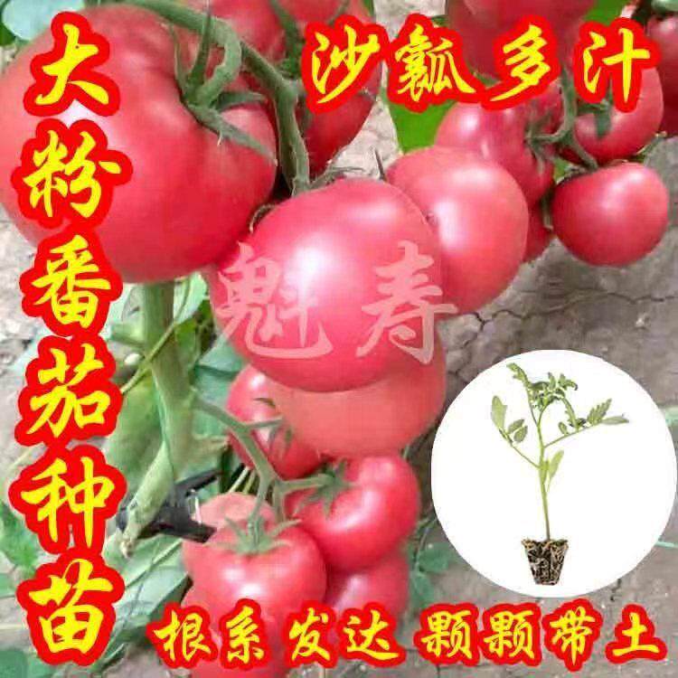 大粉果番茄种子籽苗西红柿