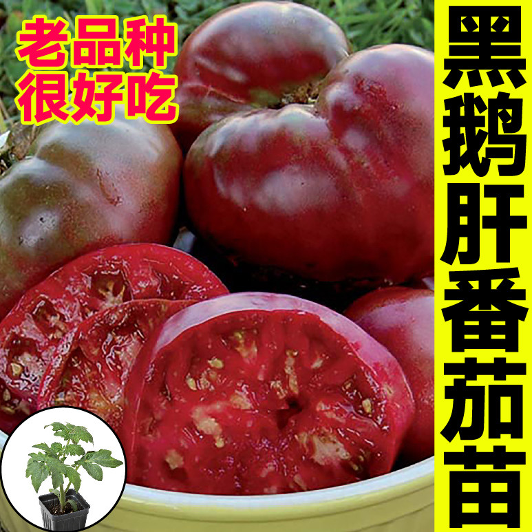 山东寿光黑鹅肝番茄苗秧沙