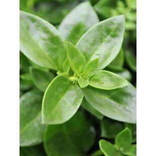 特色菜田七种子田七菜苗子穿心莲种苗三七菜阳台盆栽特菜苗