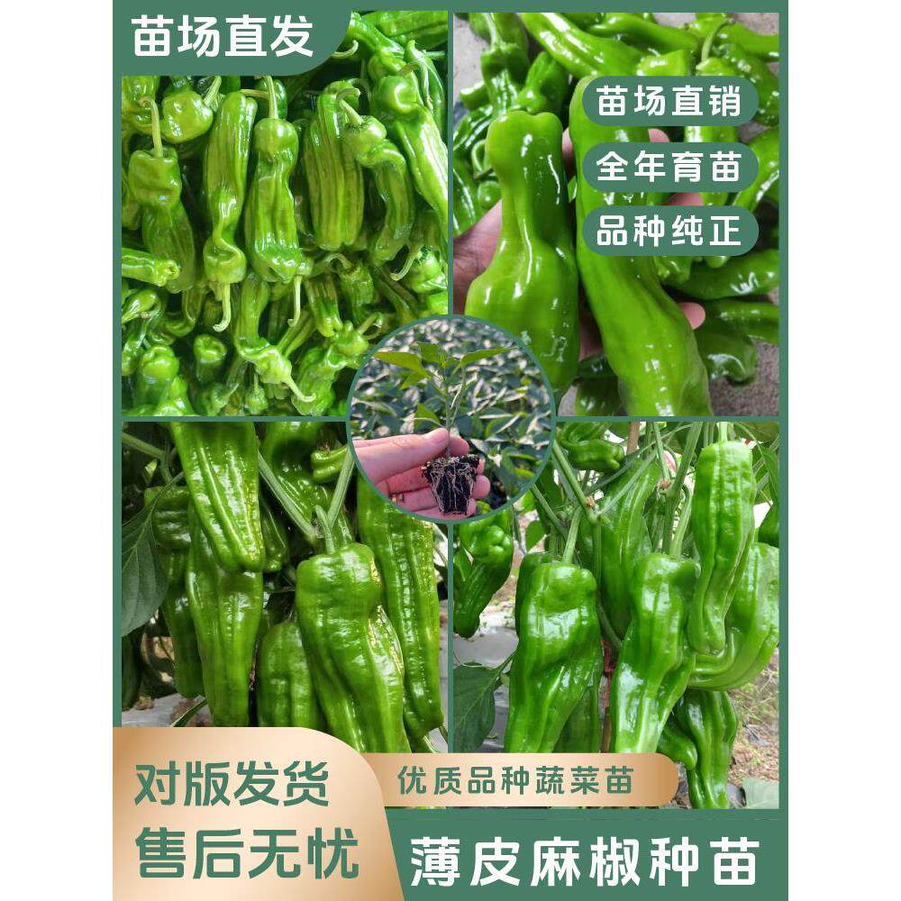 【薄皮麻椒苗】香辣皱高产