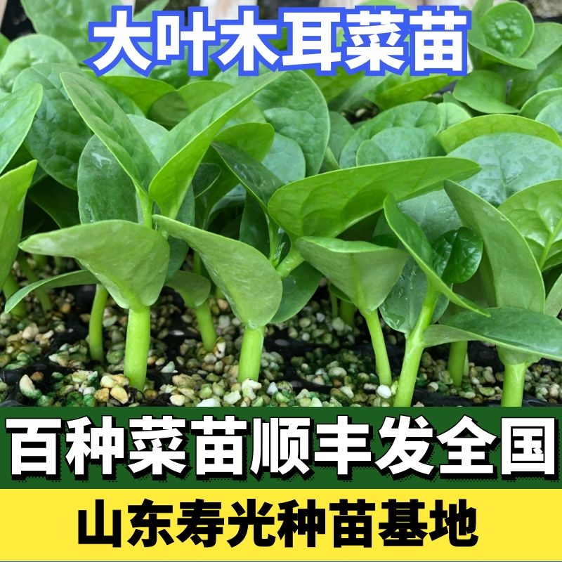 大叶木耳菜苗子落葵菜苗夏秋季青菜苗螺丝杭线朝天椒西红柿番茄苗 鲜花速递/花卉仿真/绿植园艺 家庭园艺种子 原图主图