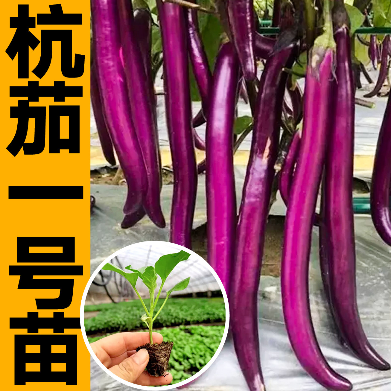 寿光杭茄一号苗秧带土四季