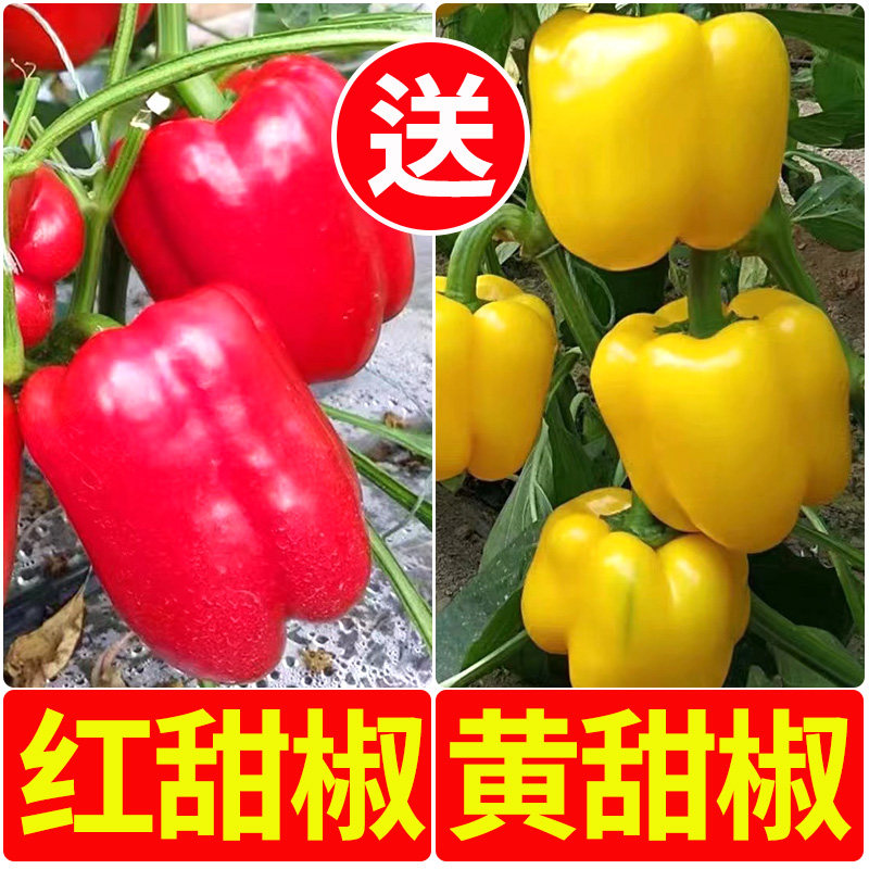 寿光大果甜椒秧苗种籽辣高