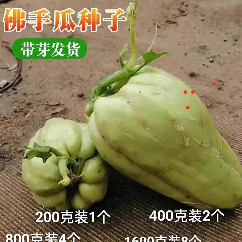 云南带芽佛手瓜苗新鲜种瓜苗种子老瓜丰收瓜洋丝瓜倭瓜福寿瓜种瓜 - 实物图