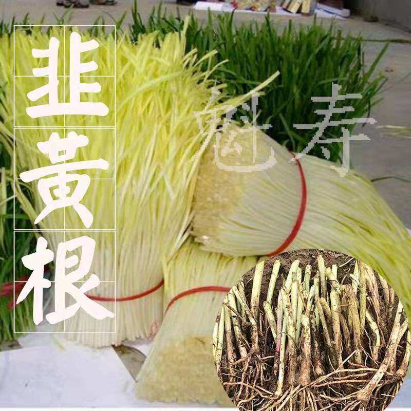 韭黄根种子籽蔬菜苗四季盆