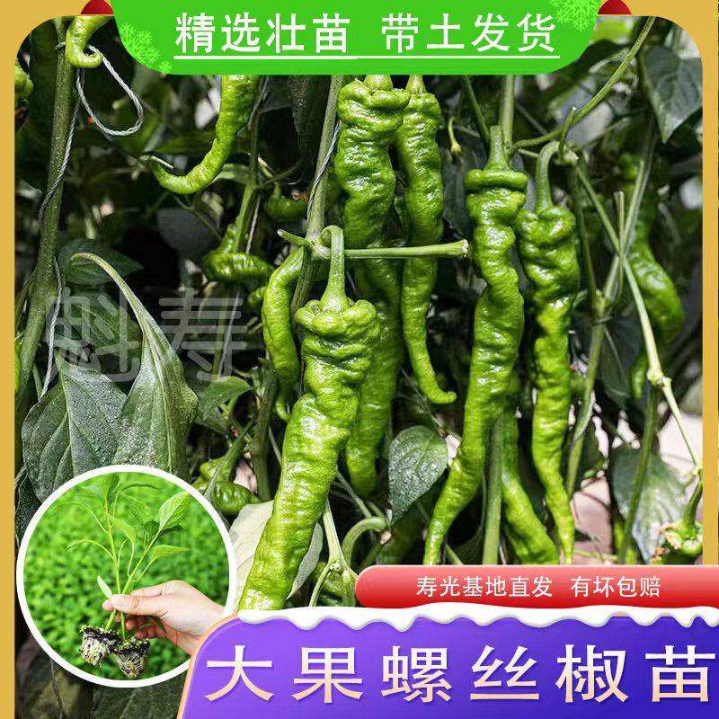 高产螺丝椒苗旋辣秧薄皮香