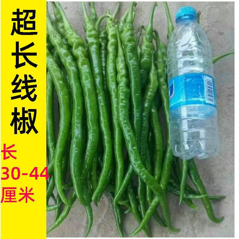 帝王336线椒种籽超长辣子