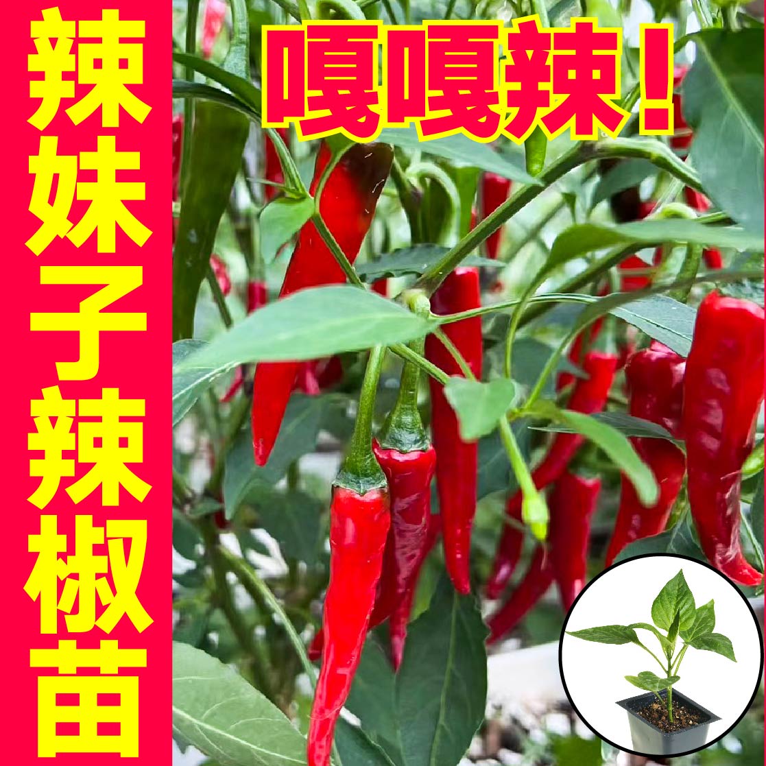 巨辣特香妹子椒苗秧神F1种