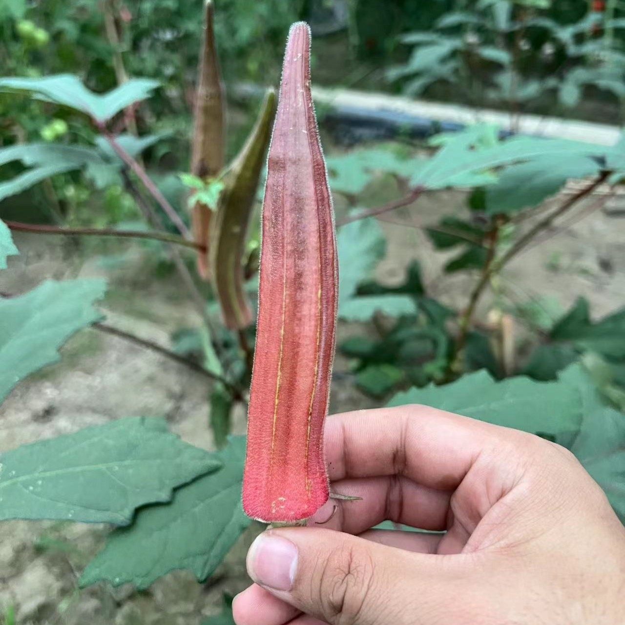 蔬菜种子秋葵籽红大棚盆栽