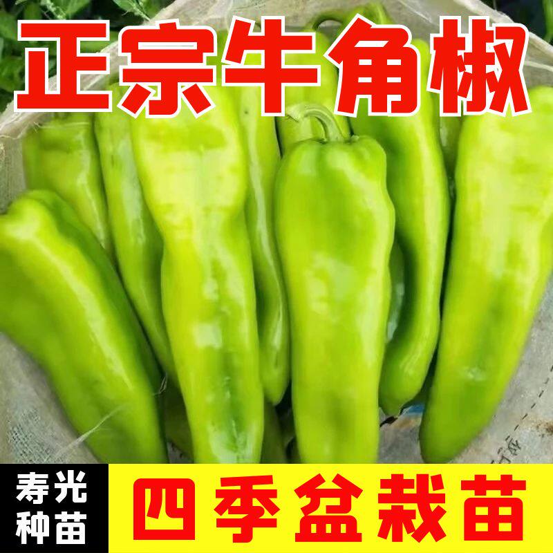 尖椒牛角椒秧苗种子螺丝椒线椒杭椒薄皮椒苗大粉番茄矮生柿子秧苗 - 实物图
