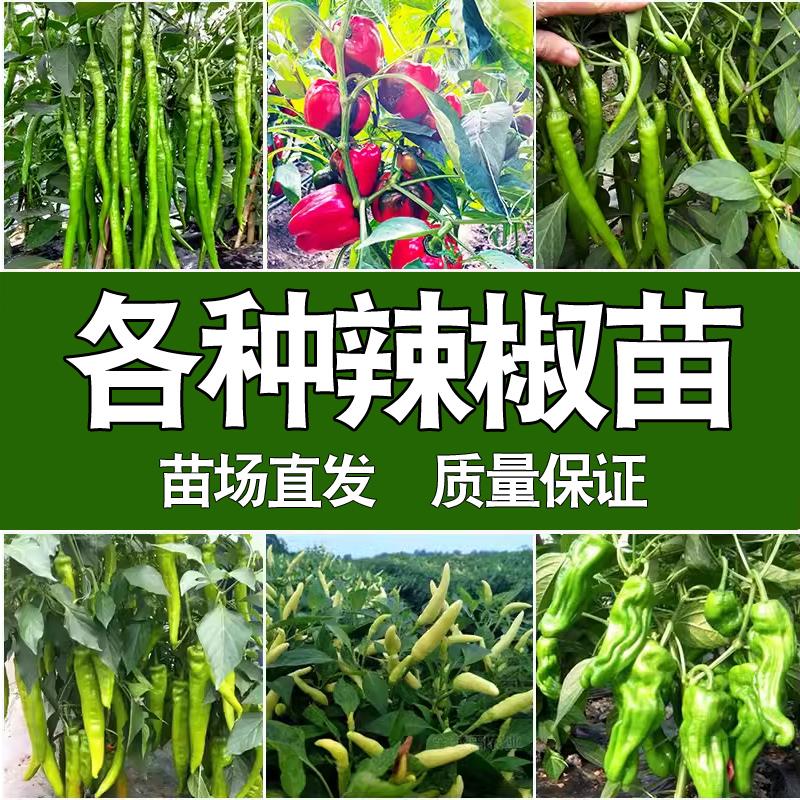 【直播专享】各种辣椒苗