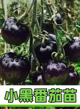 黑钻紫黑色樱桃小番茄苗子种苗孑苗秧圣女果西黑柿果苗秧苗西红柿