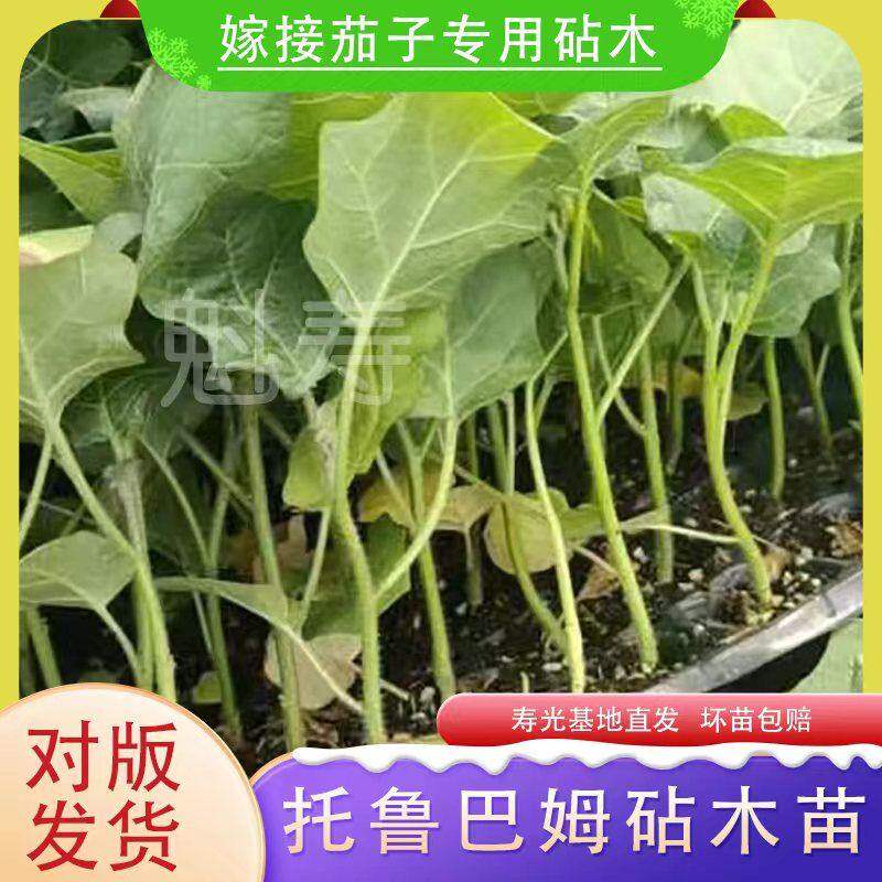 托鲁巴姆茄子嫁接砧木苗子茄子砧木苗嫁接茄子秧苗子托鲁巴姆苗子