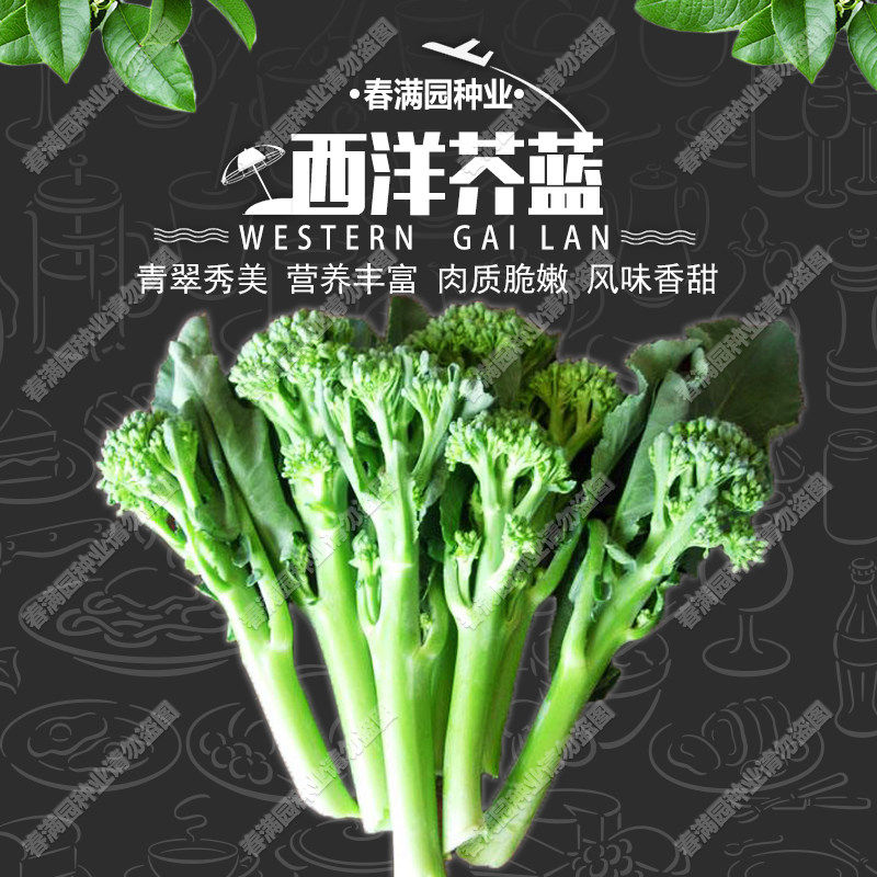 西洋芥蓝种子西兰苔长茎小西兰花种籽芦笋青花笋阳台盆栽蔬菜种孑