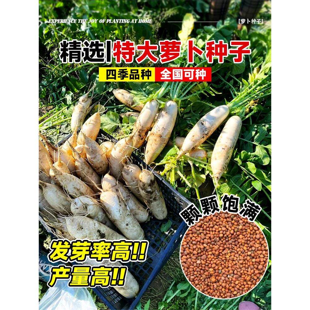 萝卜种籽大全九斤王特子白