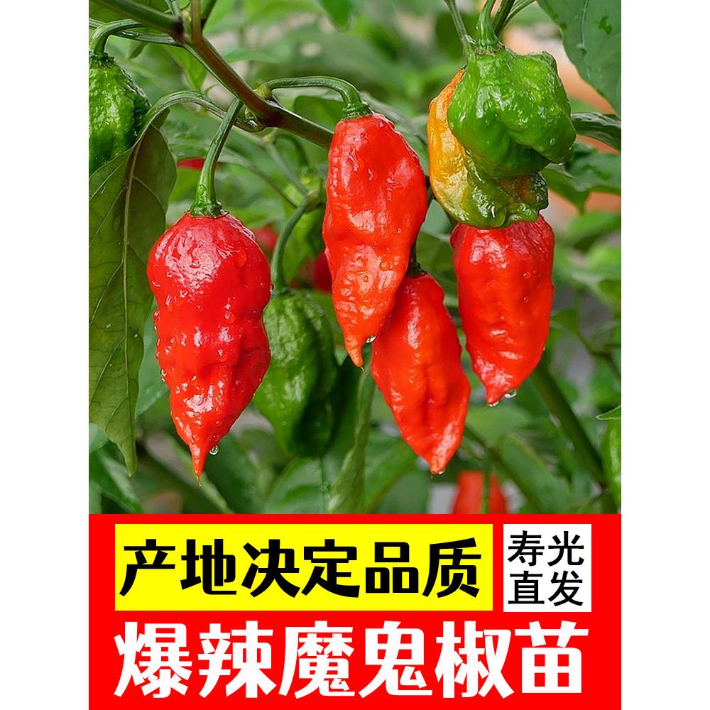 红魔鬼椒苗秧高产特辣阳台
