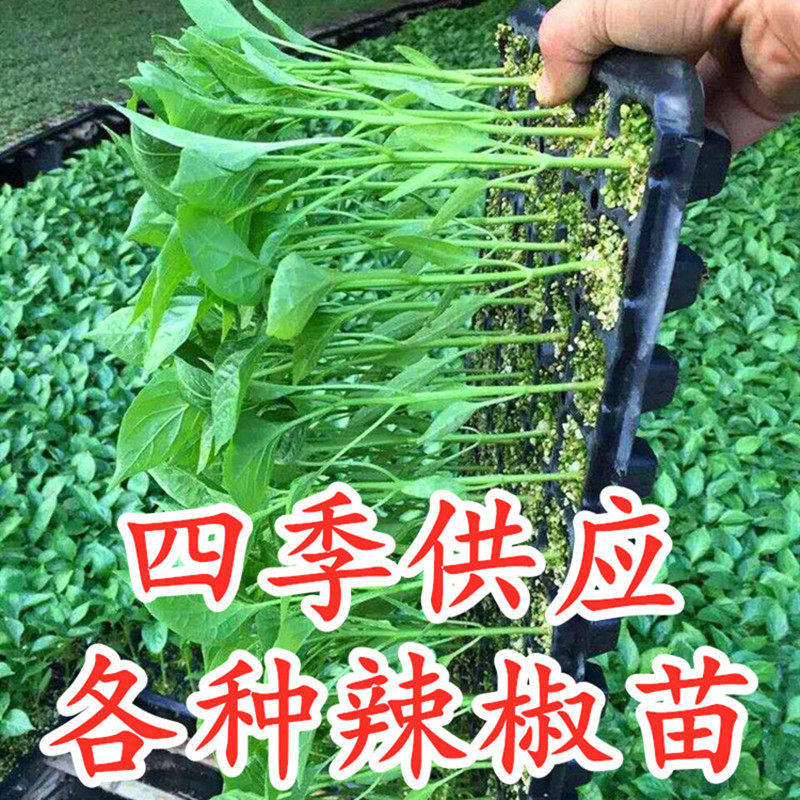 辣椒苗羊角线螺丝芜湖青薄