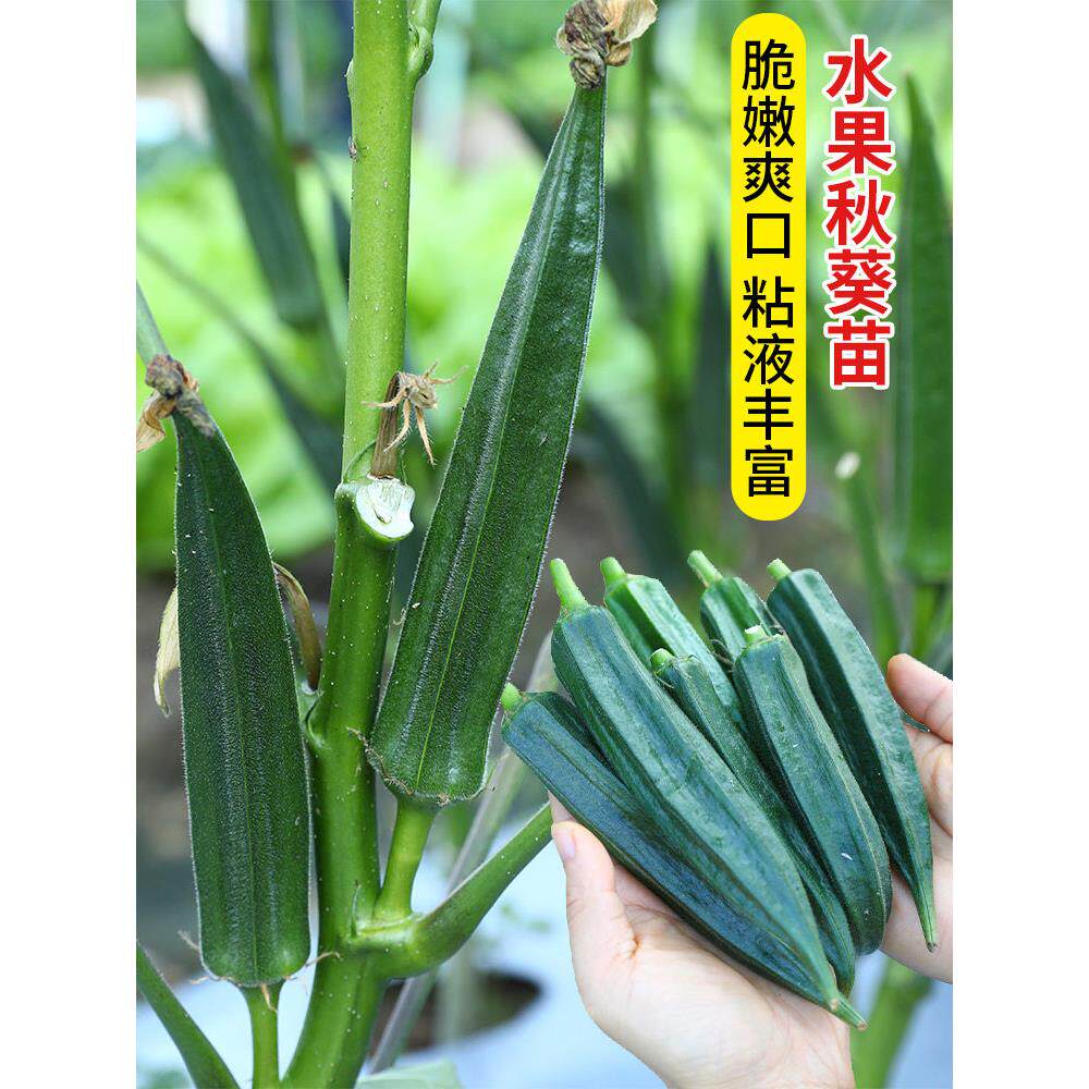 水果秋葵种子苗春季蔬菜秧