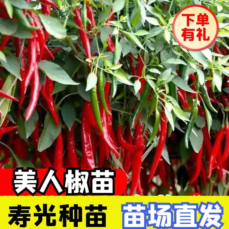 美人椒辣椒秧苗种子薄皮椒线椒杭椒苗大粉矮生黑番茄丝瓜黄瓜秧苗