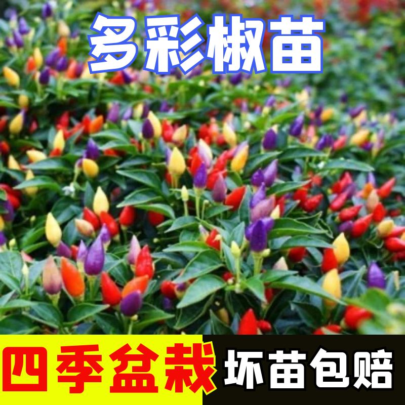 朝天椒苗子苗籽辣椒苗小米辣小米椒树树苗南方盆栽蔬菜菜苗孑秧苗