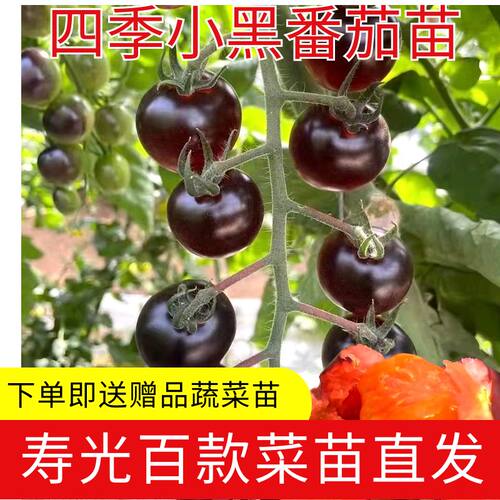 穴盘蔬菜苗黑骑士黑珍珠种苗秧苗
