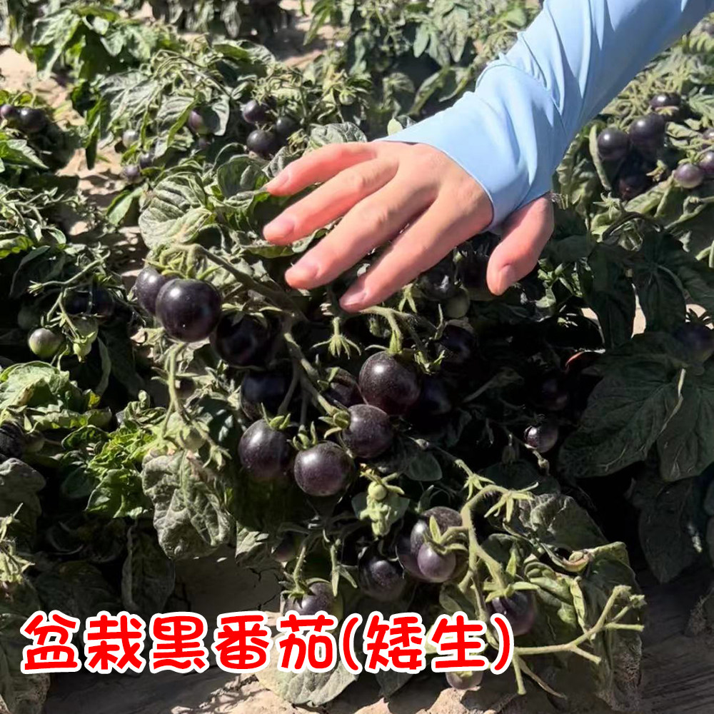 矮生盆栽黑番茄苗种子蔬菜