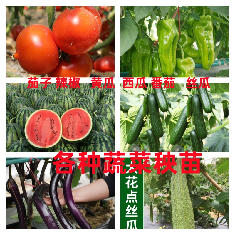 春季蔬菜秧苗种植子西红柿