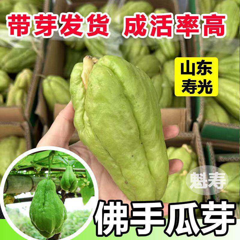 佛手瓜新鲜冬天菜苗秧四季