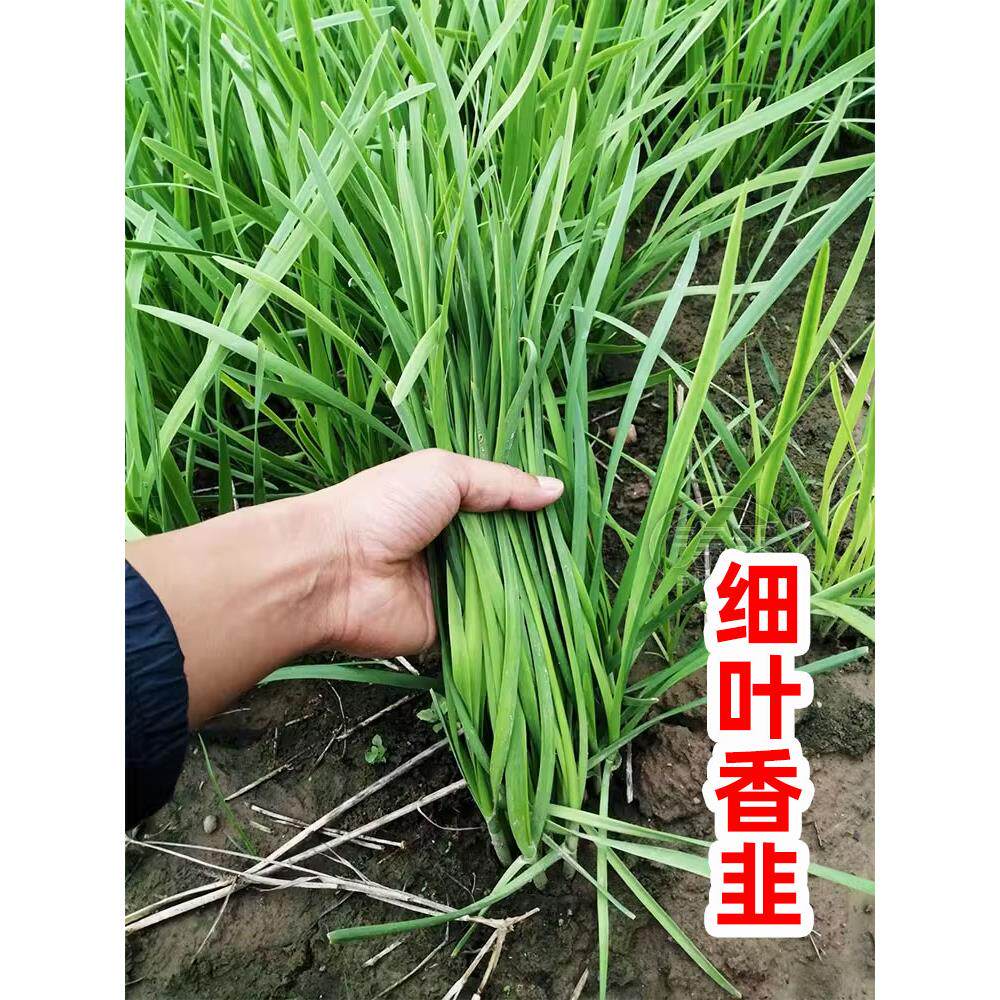 韭菜种子籽苗菲红根四季紫