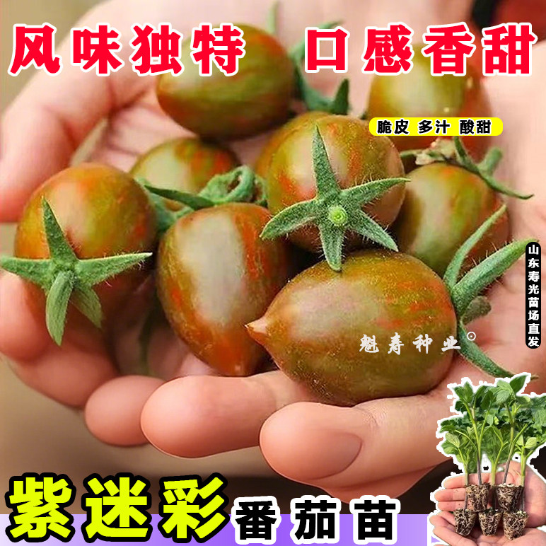 超甜迷彩小番茄苗秧四季盆