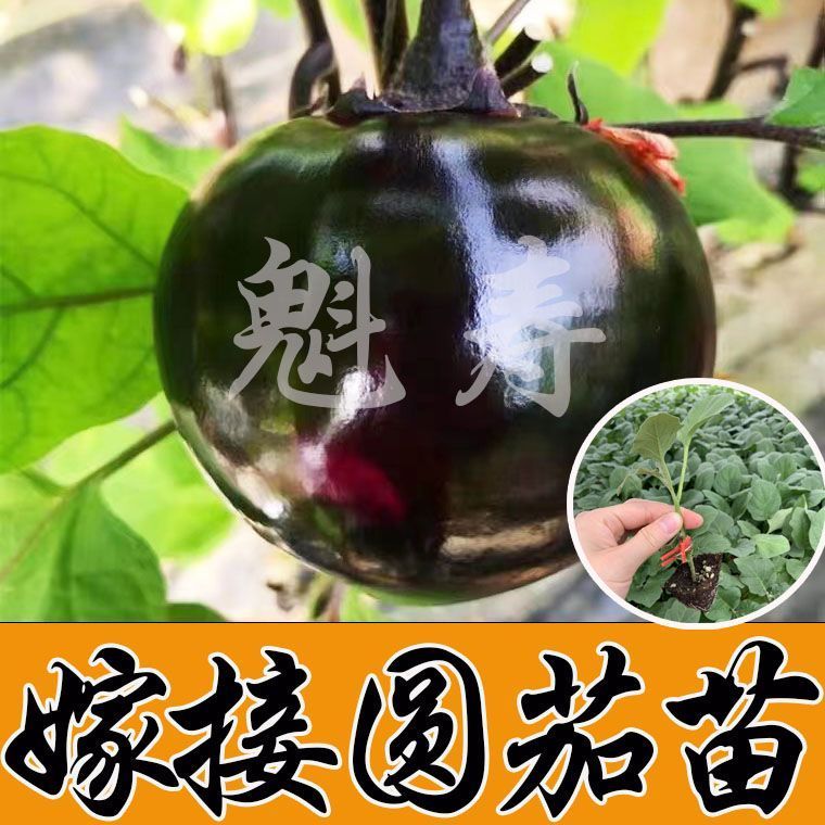 嫁接圆茄种苗子秧四季高产
