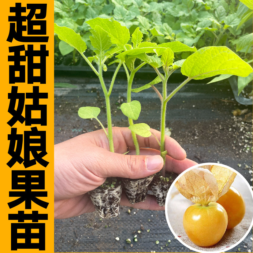 山东寿光大果金姑娘苗秧带