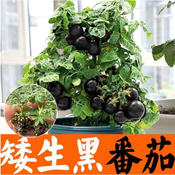 黑矮生番茄苗四季口感稀有