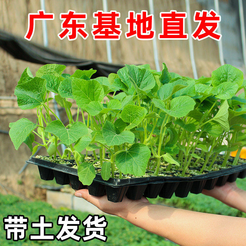 蔬菜苗西红柿番茄辣椒秧薄