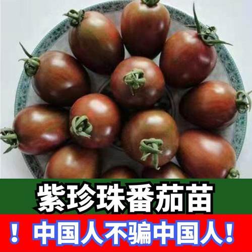 紫珍珠番茄小紫番茄苗子圣女果番茄苗子阳台盆栽种植四季农家院苗