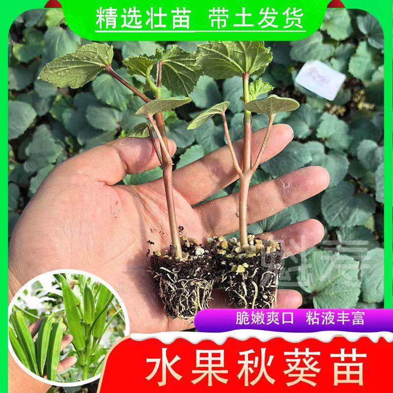 秋葵秧苗高产红鲜嫩爽口水