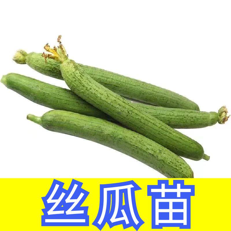 丝瓜苗子丝瓜秧苗四季蔬菜苗