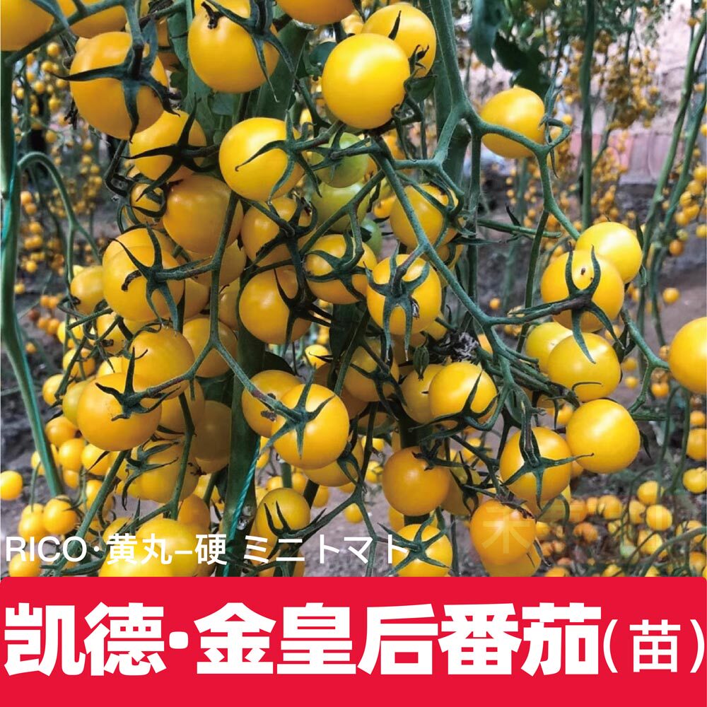 金皇后小番茄种苗凯德金丸樱桃圣女果高产脆甜日本进口糖果秧苗