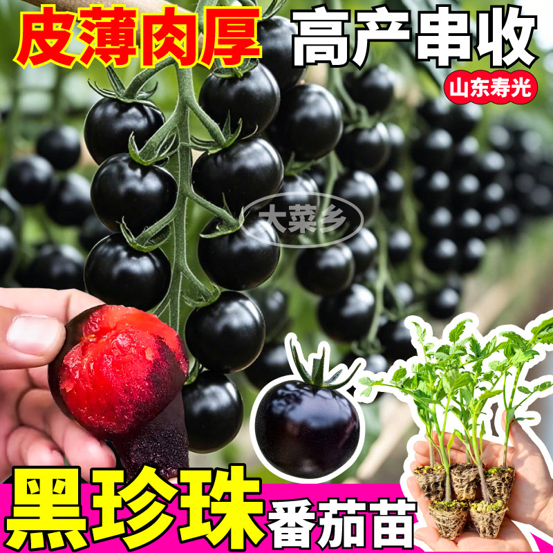 寿光黑珍珠番茄苗秧四季高